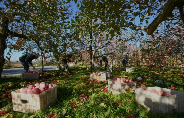 满盈网配资 赵露思：从荧幕到田间 以青年担当赋能乡村振兴